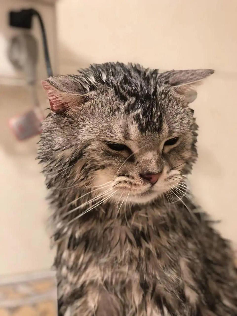 皮皮虾忘记账号了皮皮搞笑和皮皮虾哪个是正版