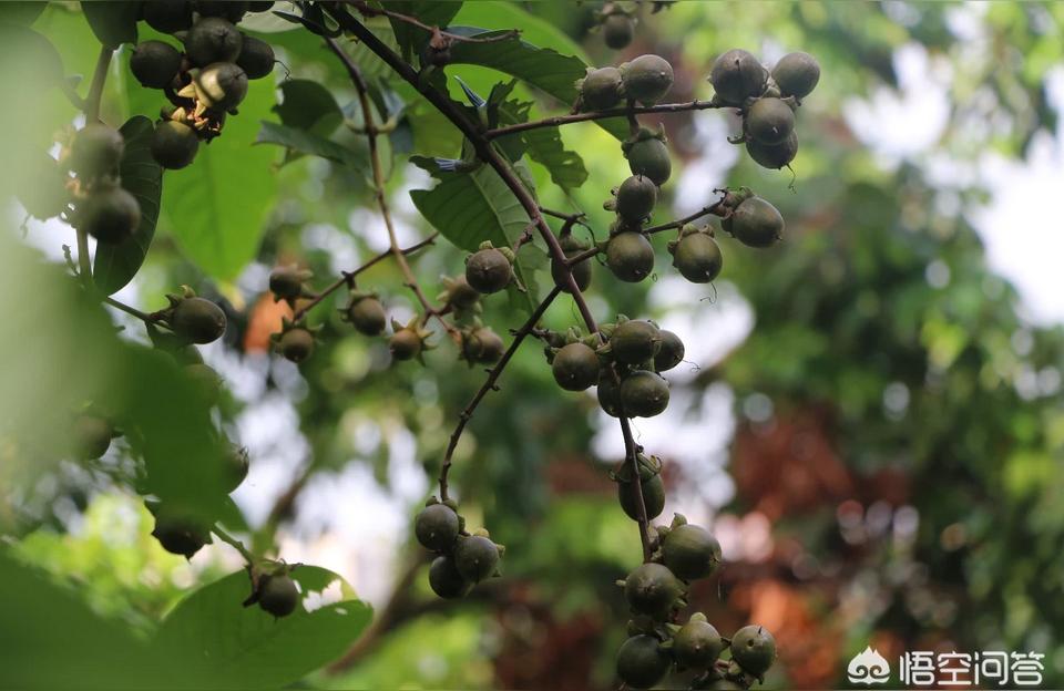 跨境电商怎么搞海南跨境电商操作流程