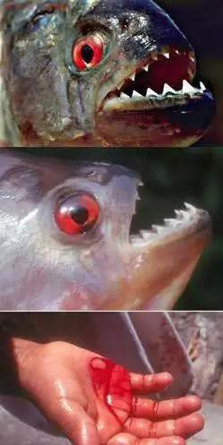 亚马逊卖家英文地址亚马逊平原大于哪个国家