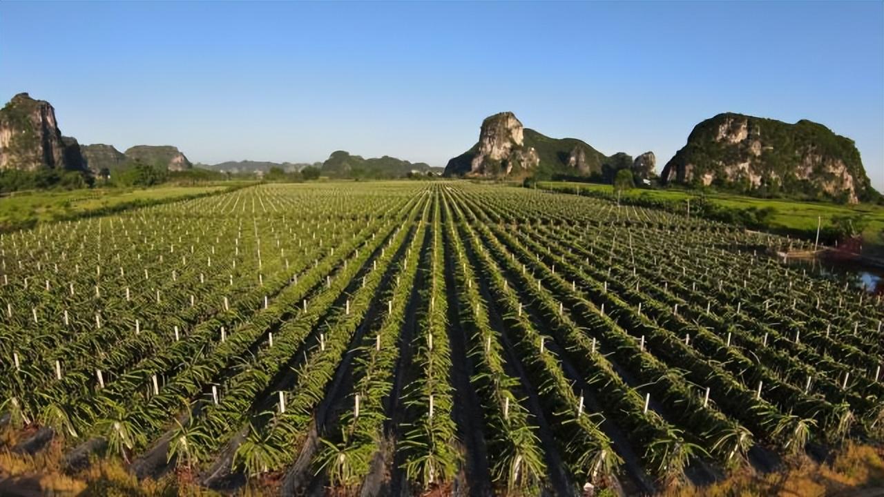 电商直播平台的普及作文(以下哪一项是纯粹的电商直播平台)