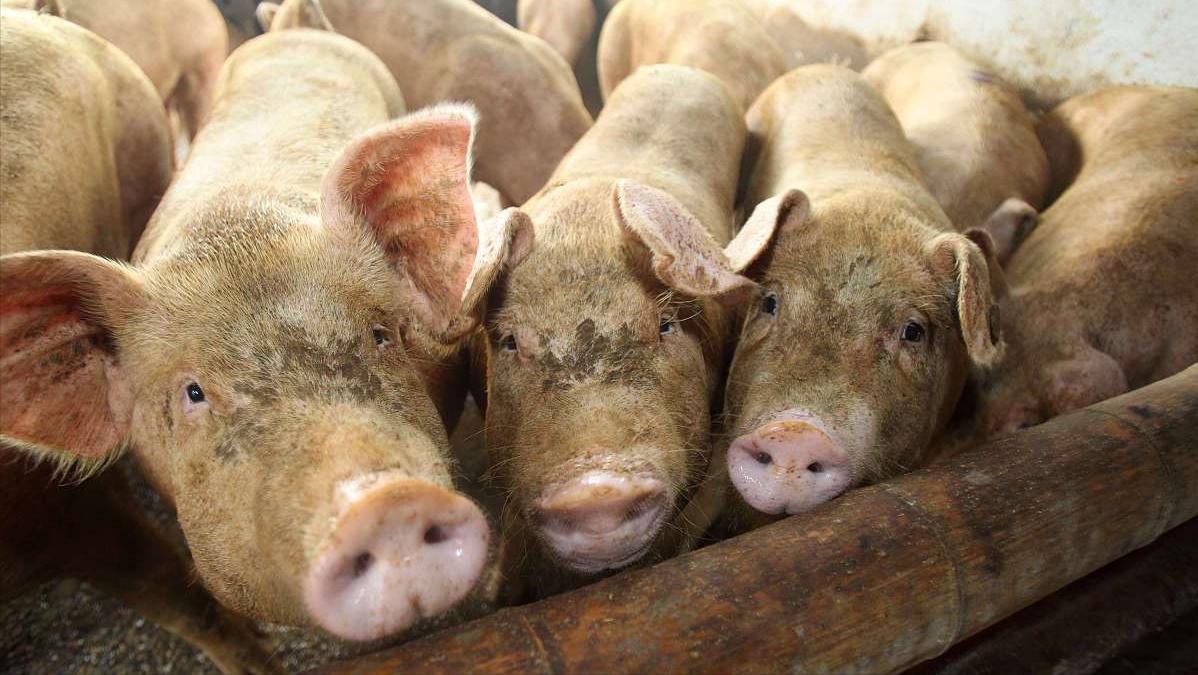 海关数据哪里有卖如何查询某项产品出口美国的总额