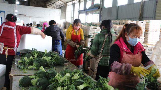 出口蔬菜怎么找客户资料(蔬菜外贸怎么联系客户)