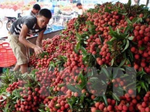 出口越南需要什么手续和资质(怎么从越南进口货物)