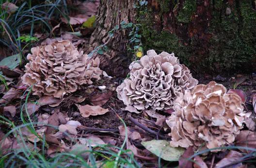 如何把货物卖到国外自贸区有什么生意做