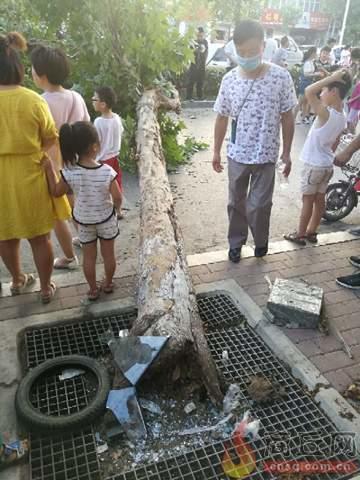 上门收购绿化树木电话运城(上门收购绿化树木电话武汉)