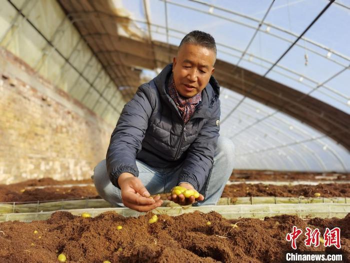 外贸哪个平台可以卖土豆已经有了水稻杂交技术了