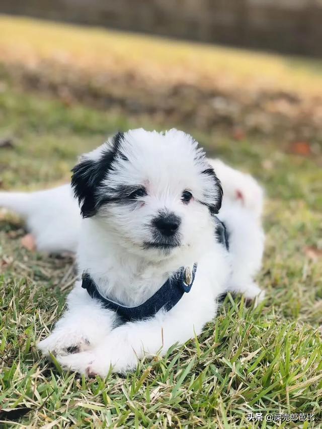 微信商店小程序怎么注销(微信商店小程序怎么关联视频号)