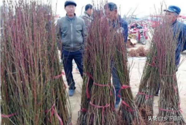 苗木销售平台有哪几个（苗木销售平台哪个好）