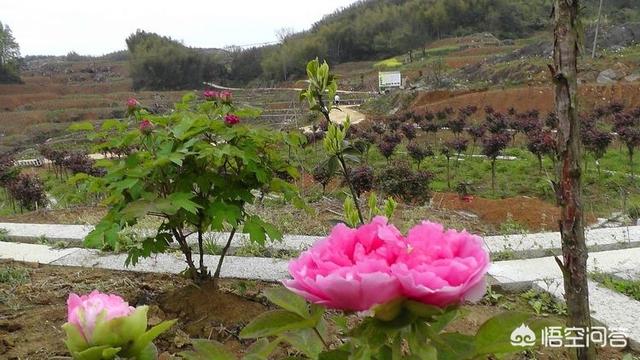 苗木销售平台有哪几个（苗木销售平台哪个好）