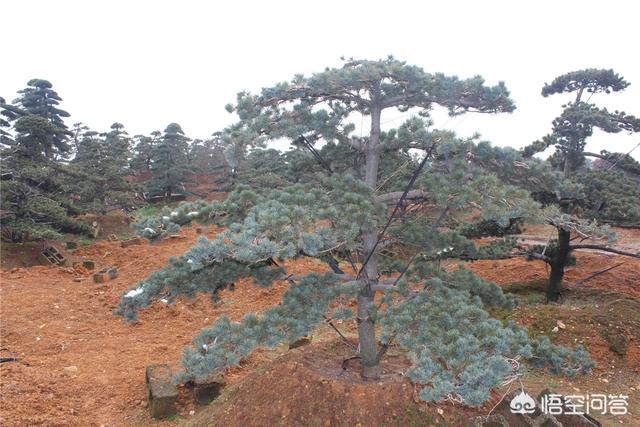 苗木销售平台有哪几个（苗木销售平台哪个好）