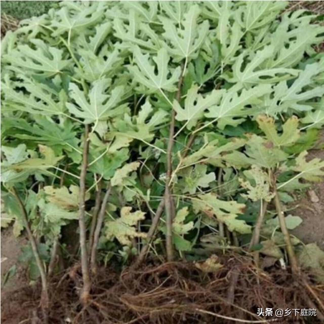 苗木销售平台有哪几个（苗木销售平台哪个好）