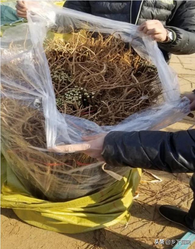 苗木销售平台有哪几个（苗木销售平台哪个好）