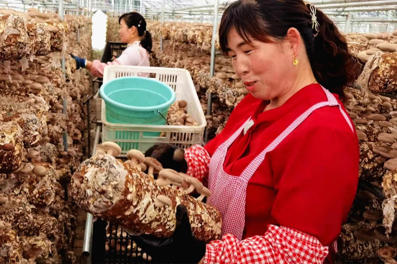 香菇出口贸易公司哪里产的香菇最好