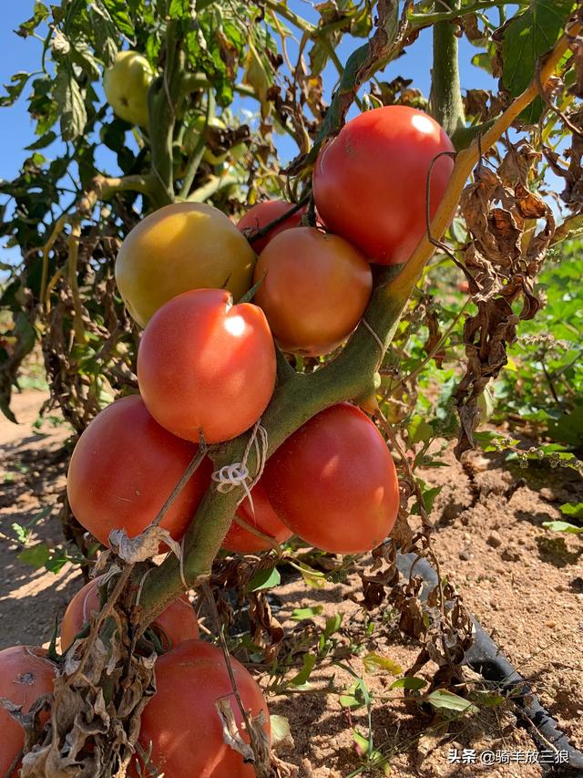 自己在家怎么做电商卖货（自己在家怎么做电商,具体怎么做）