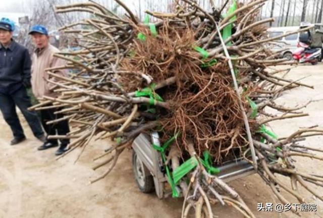 苗木销售平台有哪几个（苗木销售平台哪个好）