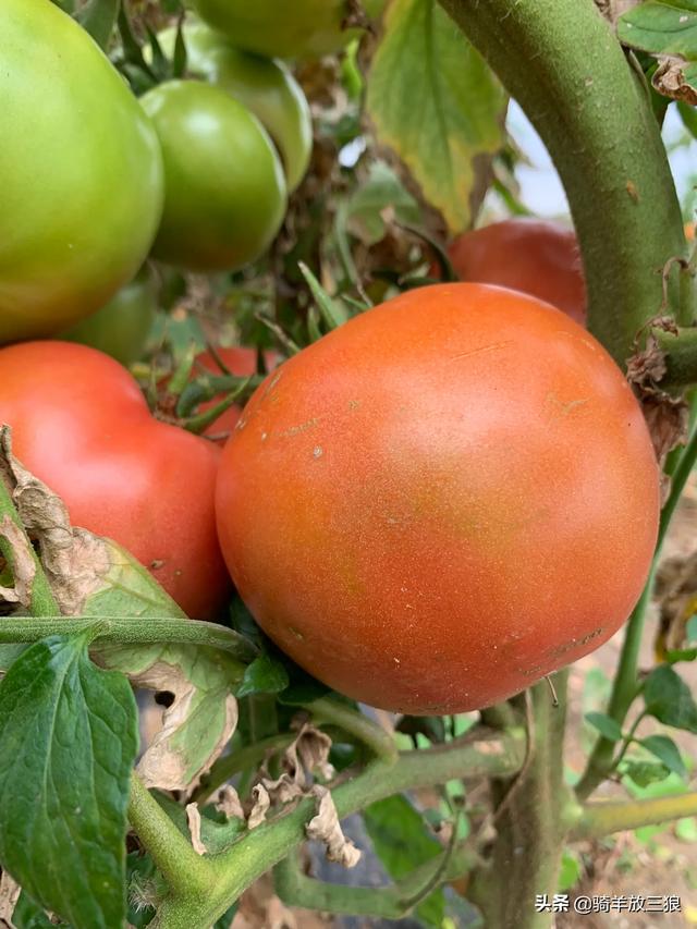 自己在家怎么做电商卖货（自己在家怎么做电商,具体怎么做）