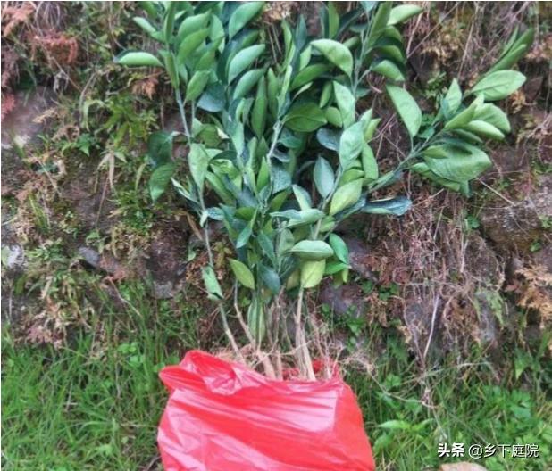 苗木销售平台有哪几个（苗木销售平台哪个好）