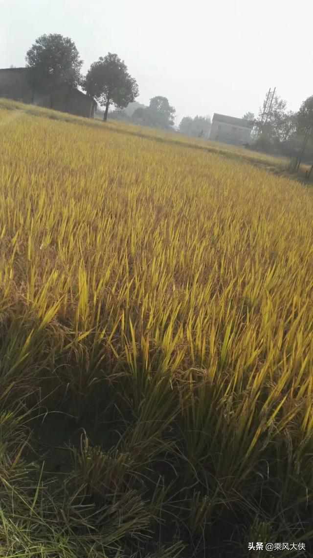 农村电商培训心得体会200字(农村电商培训心得体会)